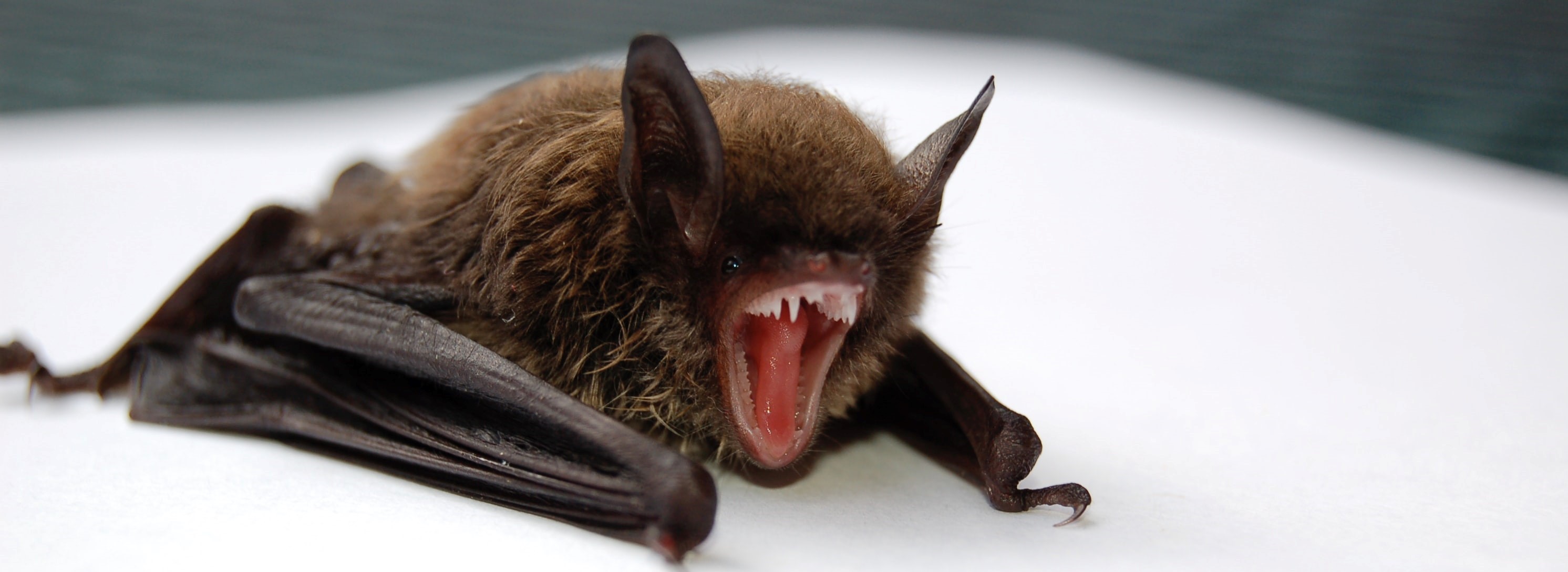 bat upset cropped