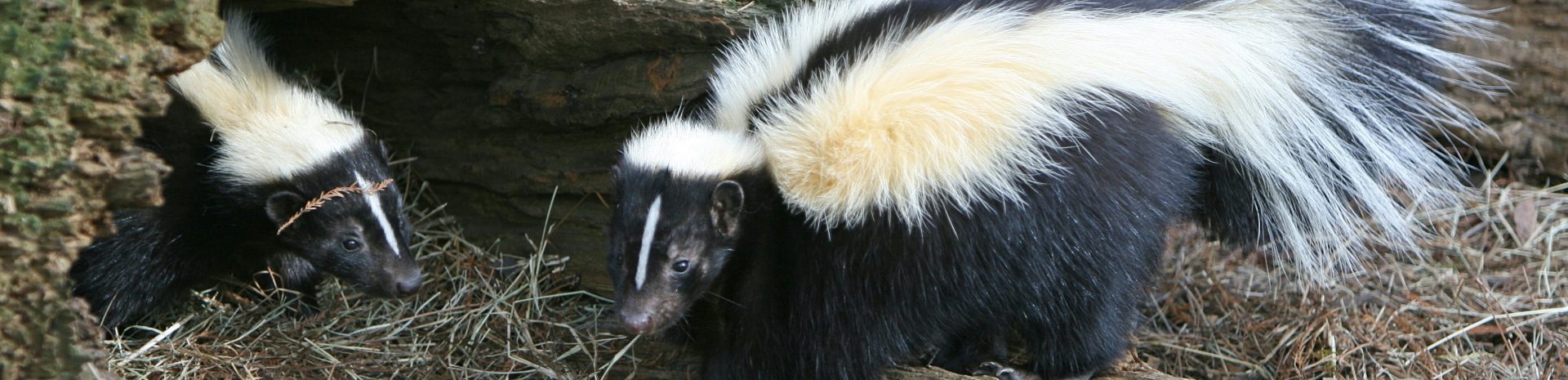 two skunks cropped